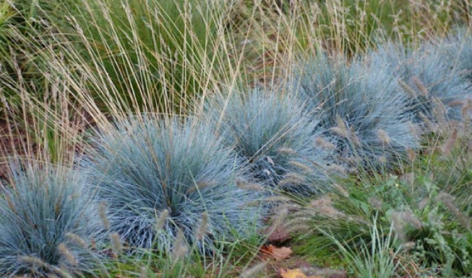 Excellence Garden, Pepinière : vente de végétaux